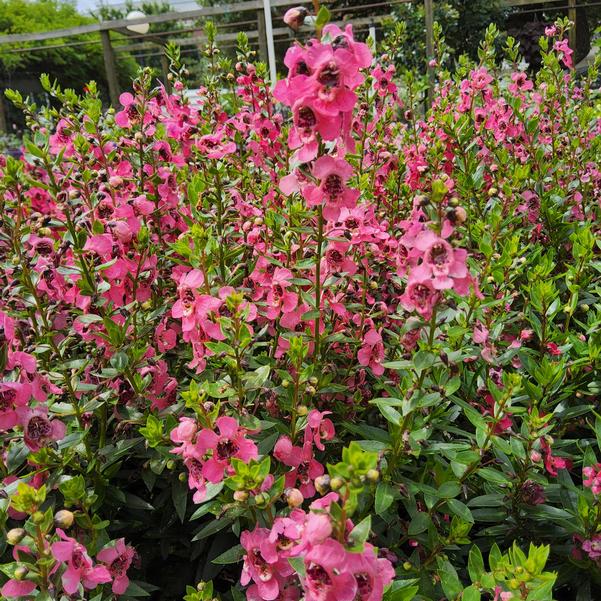 Angelonia Serenita® 'Cherry Red' Image