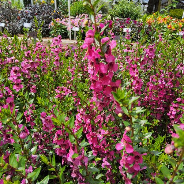 Angelonia Serena® 'Magenta' Image