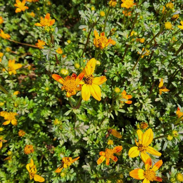 Bidens Beedance® 'Petites Orange' Image