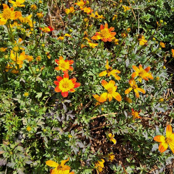 Bidens Beedance® 'Petites Red' Image