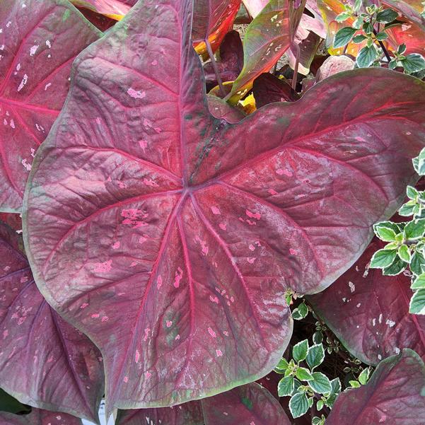 Caladium 'Burst My Bubble' Image
