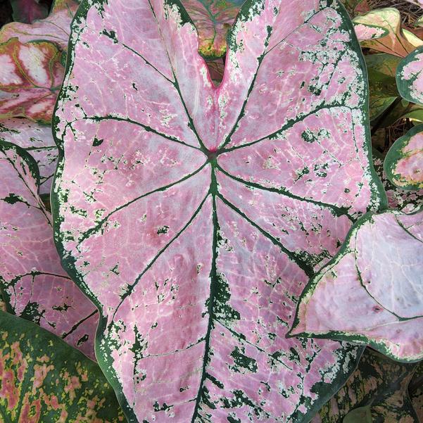 Caladium 'Pink Splash' Image