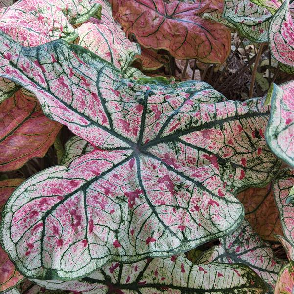Caladium 'Splash of Wine' Image