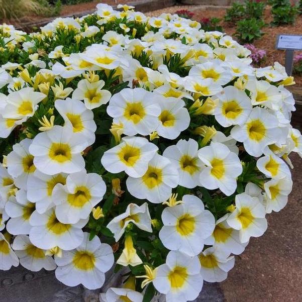 Calibrachoa Cabaret® 'Frosty Lemon' Image