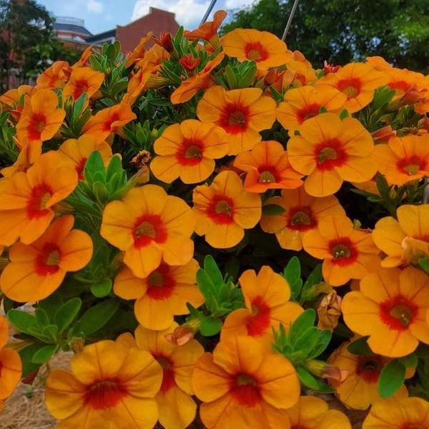 Calibrachoa Cabaret® 'Orange Kiss' Image