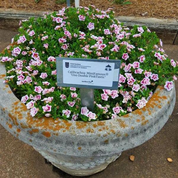 Calibrachoa MiniFamous® 'Uno Double PinkTastic' Image