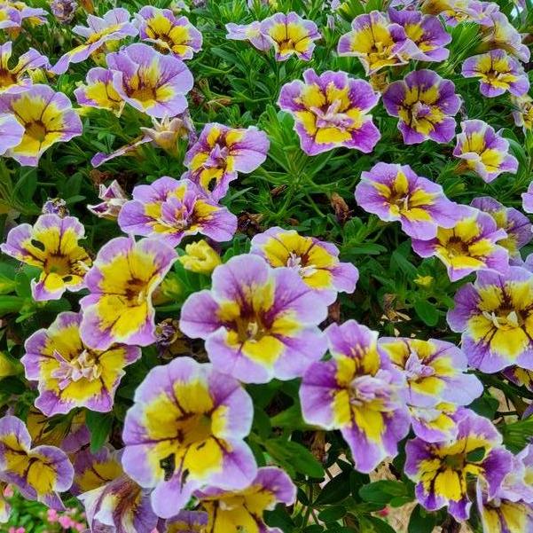 Calibrachoa hybrid Superbells® 'Double Mardi Gras' Image