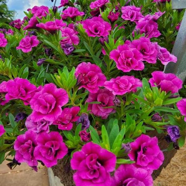 Calibrachoa hybrid Superbells® 'Double Midnight Magenta' Image