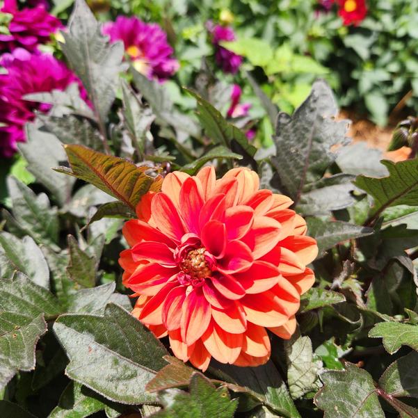 Dahlia City Lights™ 'Apricot Glow' Image