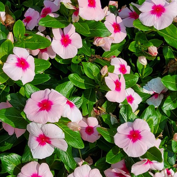 Catharanthus roseus Cora® XDR 'Blush Splash' Image