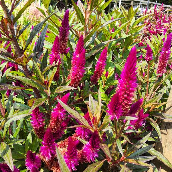 Celosia Intenz™ 'Dark Purple' Image
