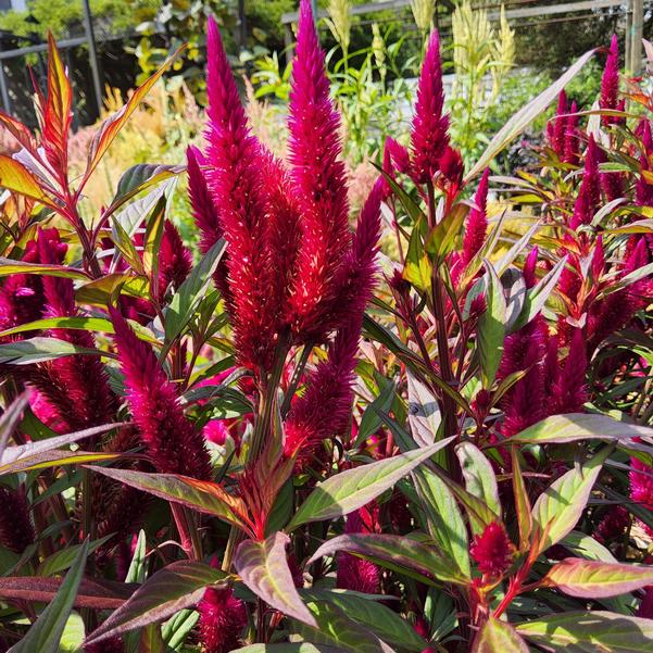 Celosia Intenz™ 'Lipstick' Image