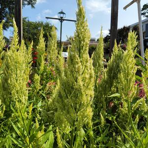 Celosia 26OSI-03 C1 'Sylphid'