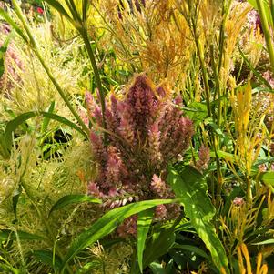 Celosia 26OSI-03 C2 'Shimmer'