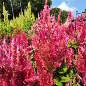 Celosia 26OSI-09 