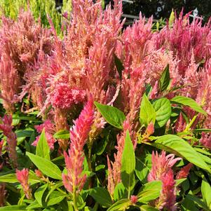 Celosia 26OSI-09 C1 'Flamma Pink'