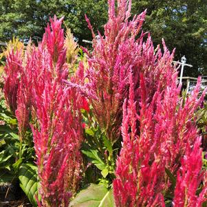 Celosia 26OSI-09 C2 'Pink'