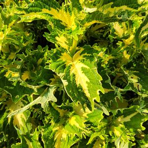 Coleus 'Keylime Fringe'