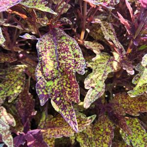 Coleus scutellarioides 'Pepper Flakes™'