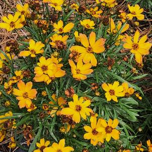 Coreopsis 'Amber'