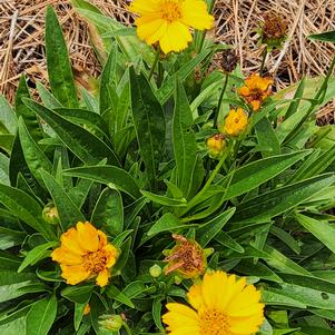 Coreopsis grandiflora 'Semi Double'