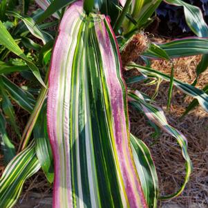 Corn 26OSI-02 C2 'Striped Japonica'