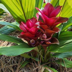 Curcuma 'Red'