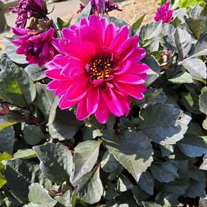 Dahlia 'Compact Magenta'