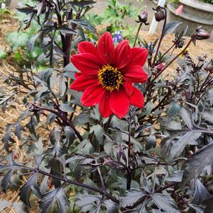 Dahlia 26OSI-08 Series C1 'Ruby'