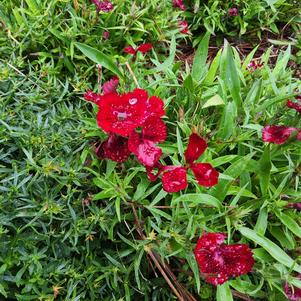 Dianthus interspecific 'Red'