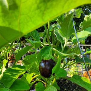 Eggplant 'Baby Jack'