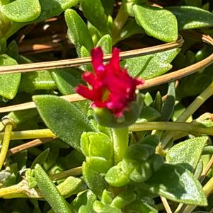 Delosperma 'Dancing Embers''