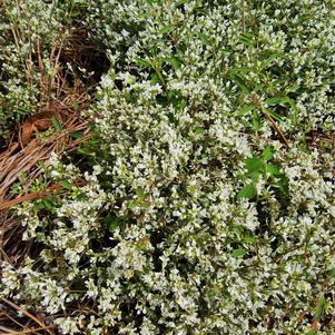Euphorbia 