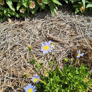 Felicia ameloides 'Sea Spray™'