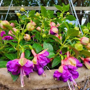 Fuchsia 'Rose Violet'