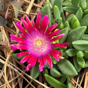 Delosperma 'Razzle Dazzle''