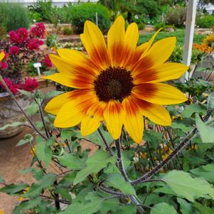 Helianthus 'Saturn™'