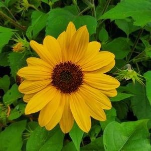 Helianthus 'Yellow II'