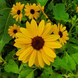 Helianthus annuus annuus 'Single Yellow'