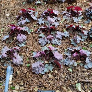 Heuchera 'Iridescent'