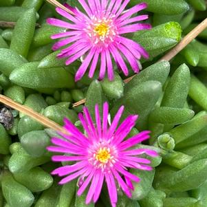 Delosperma hybrid 'Purple'