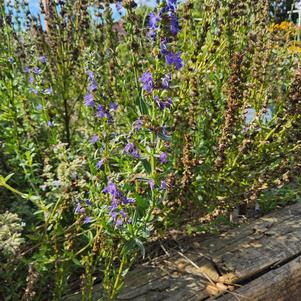 Hyssopus officinalis 'Nectar Ninja''