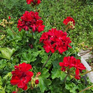 Interspecific Geranium 'Dark Red'
