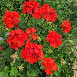 Interspecific Geranium 'Orange'