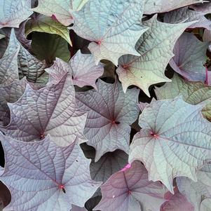 Ipomoea batatas 'Bewitched After Midnight™ II'