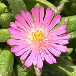 Delosperma hybrid 'Pink'