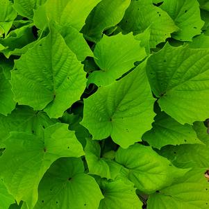 Ipomoea batatas 'Bewitched Green With Envy™'