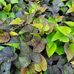 Ipomoea batatas 'Shadowstorm™'