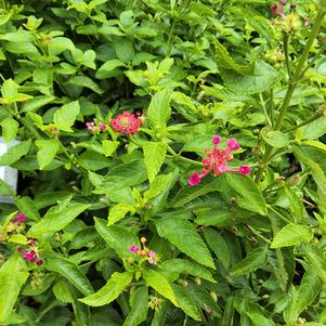 Lantana 'Cherry Sunrise'