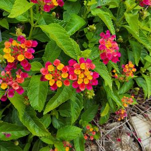 Lantana 'Cherry Sunrise'